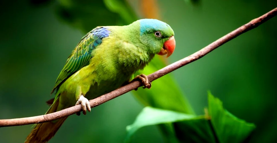 Papagalii și păsările cântătoare și-au dezvoltat mecanisme distincte ale creierului