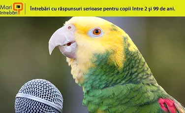 De ce pot vorbi papagalii? – VIDEO