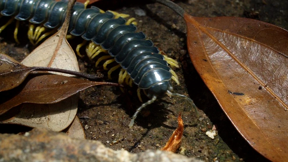 Cercetătorii au aflat, în sfârșit, de ce la fiecare opt ani insectele invadează liniile de tren din munții Japoniei