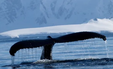 Vânătoarea de balene: crime în numele ignoranţei şi lăcomiei