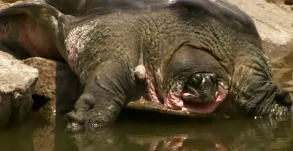 Ultima femelă dintr-o specie rară de ţestoasă gigant a murit după o inseminare artificială