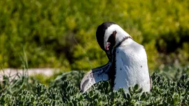 Pinguinii mor de foame pe coasta Africii de Sud. Populațiile au scăzut cu 95% în doar 8 ani!