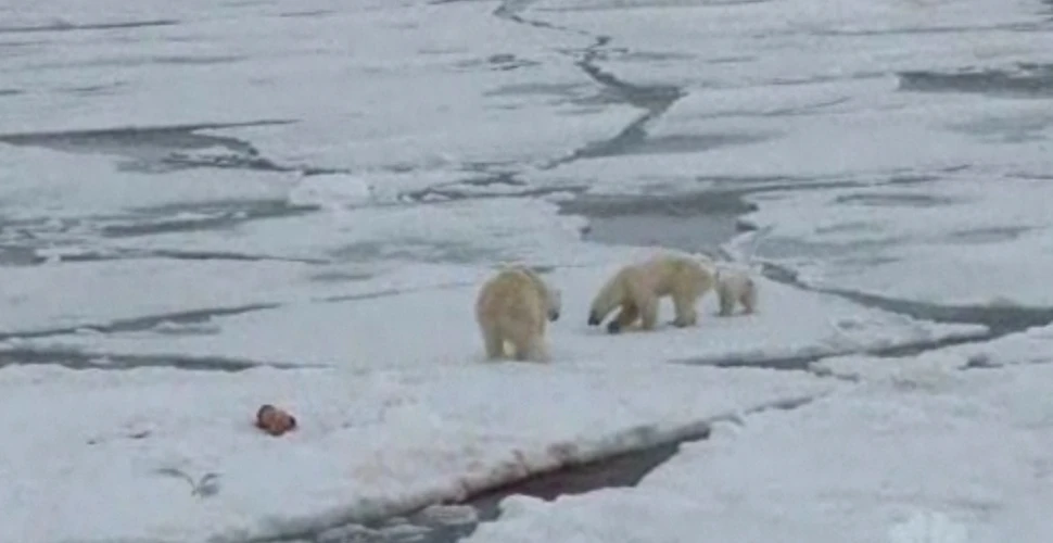 O femelă de urs polar înfometată provoacă un mascul la luptă pentru hrană (VIDEO)