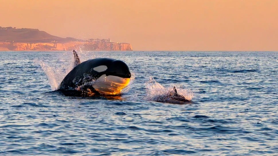 Balenele ucigașe vânează și mănâncă rechini în Golful California, au descoperit cercetătorii