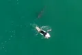 O dronă a filmat cum un surfer profesionist a scăpat în ultima clipă de un mare rechin alb