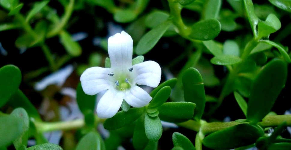 Planta Bacopa, cel mai nou leac pentru memorie. Cât de eficientă este de fapt?