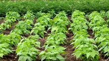 O plantă cheamă în ajutor „trupe speciale” atunci când este atacată de omizi
