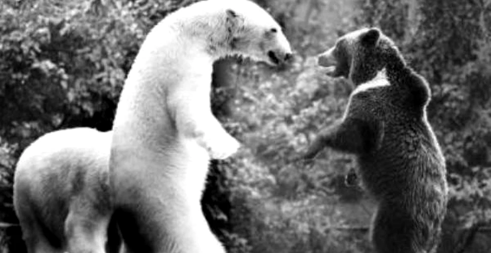 Ursii polari nu ar trebui sa se lupte cu cei bruni!