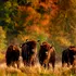 Test de cultură generală. Care este diferența dintre zimbru și bizon?