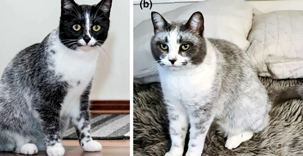 O mutație a dus la apariția unui nou tip de pisică, spun oamenii de știință