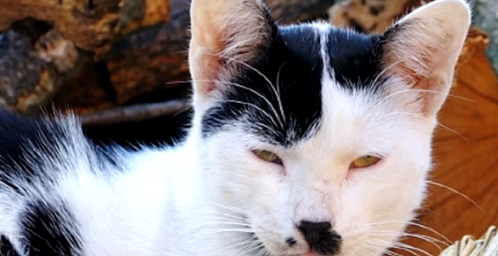 Internetul suportă multe: un site pentru pisicile care seamănă cu Hitler