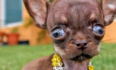 Cel mai clonat câine din lume, ”Miraculosul Milly”, are în prezent 49 de copii
