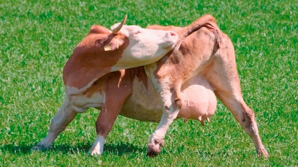 Vaca – fabrica de carburanţi a viitorului