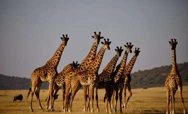 O descoperire surprinzătoare: girafele se aseamănă într-un anumit fel cu elefanții