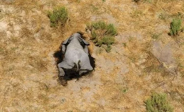 Sute de elefanți au murit recent și nimeni nu știe de ce s-a întâmplat asta