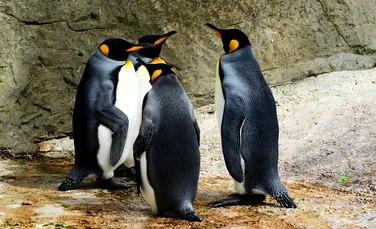 Legăturile incestuoase din natură şi relaţiile dintre pinguini, dezvăluite de îngrijitorii acvariilor din Japonia
