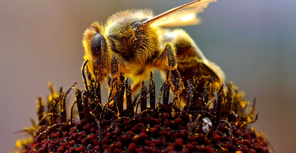 Veninul de albine ar putea salva milioane de vieţi graţie unei inovaţii extraordinare