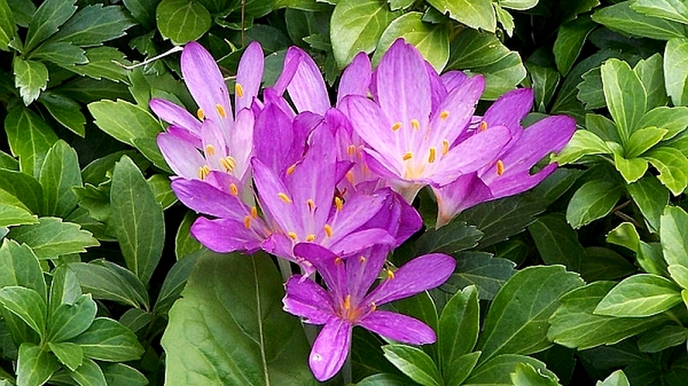 Brânduşele de toamnă, arma secretă împotriva cancerului