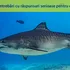 Care este cel mai lung pește din ocean?