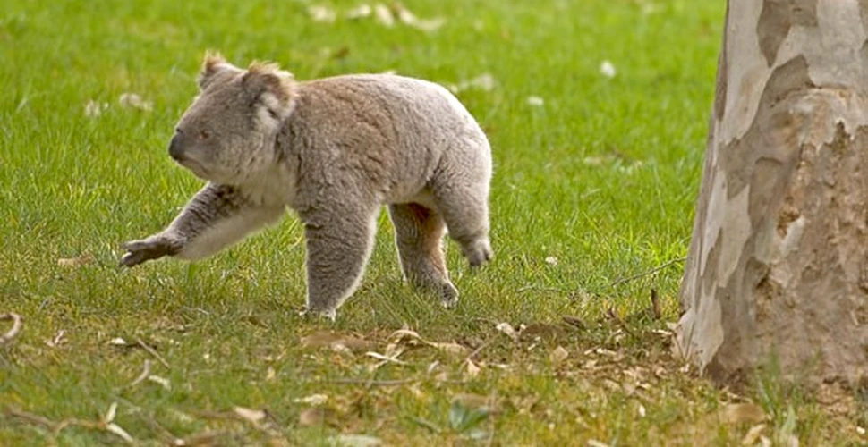 Schimbarile climatice perecliteaza ursii koala