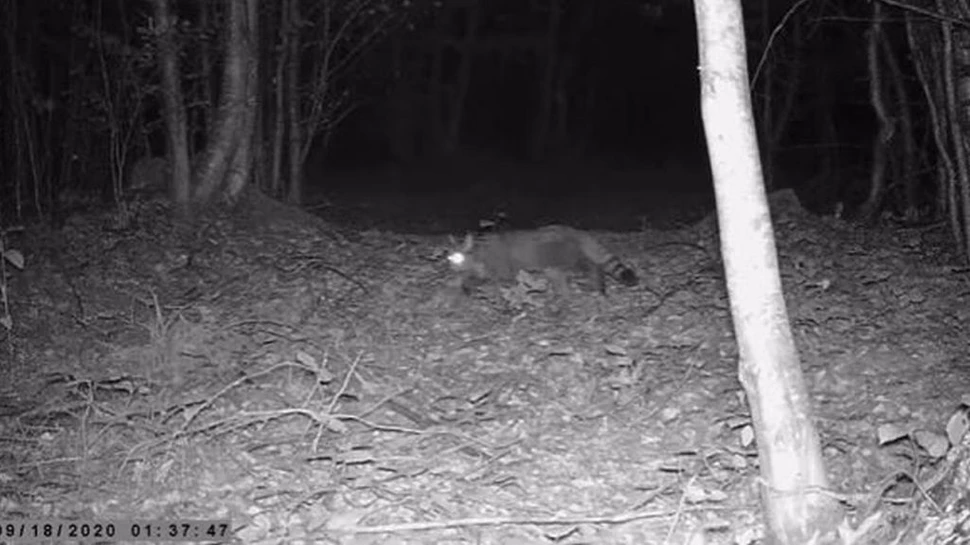 Imagini rare cu o pisică salbatică ieșită la vânătoare, în Parcul Național Semenic – Cheile Carașului