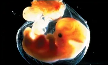 Au fost obtinuti embrioni umani cu ADN de la trei persoane