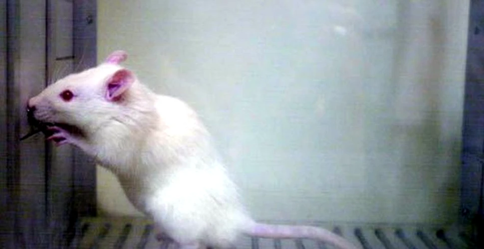 Micro-maşini care livrează medicamente direct în organismul unor şoareci