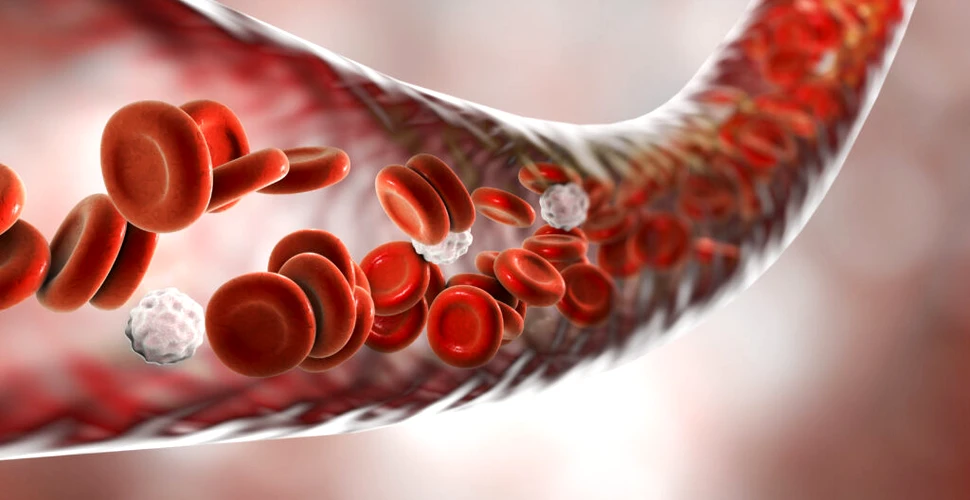Sângele nostru ar putea proveni dintr-o sursă necunoscută până acum, sugerează un studiu 
