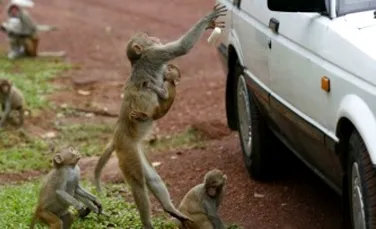 Maimutele flamande ataca locuintele thailandezilor