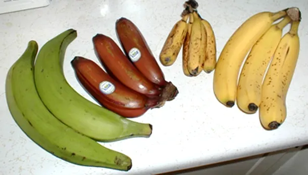 În lume sunt cultivate şi consumate mai multe specii şi numeroase soiuri de banane.