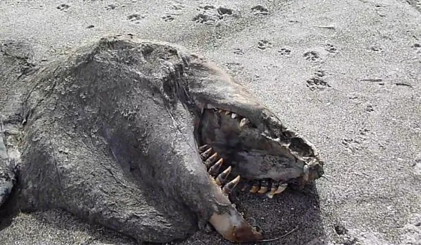 Un „monstru marin” lung de 9m a fost descoperit pe o plajă din Noua Zeelandă