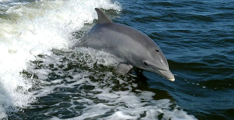 Cercetătorii nu înţeleg de ce delfinii îi ajută pe pescarii brazilieni (VIDEO)