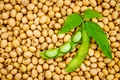 Proteinele din alimentele fără carne pot declanșa alergii la soia și arahide