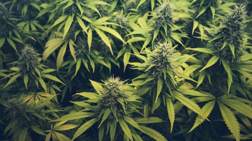 Canabisul începe să devină normă în tratarea unor afecţiuni minore