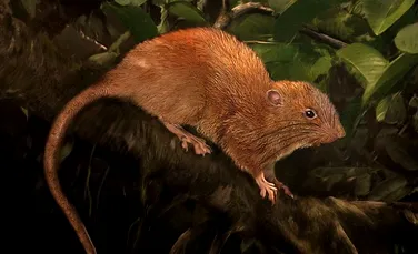 O nouă specie de şobolan ”uriaş” a fost descoperită. Este de patru ori mai mare decât cel obişnuit