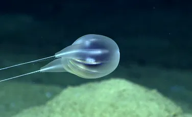 O nouă specie care trăiește în adâncurile întunecate ale mărilor a fost confirmată