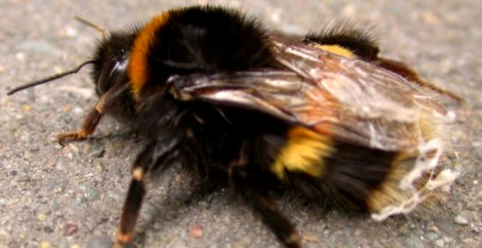 Albinele ajuta la prinderea criminalilor in serie