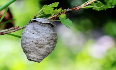 Din ce îşi fac viespile cuibul? – VIDEO