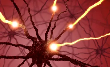 A fost descoperit un nou tip de neuron cu un rol foarte important