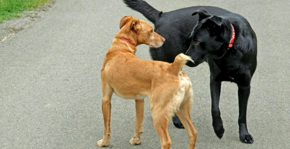 De ce câinii se miros reciproc atunci când se întâlnesc?