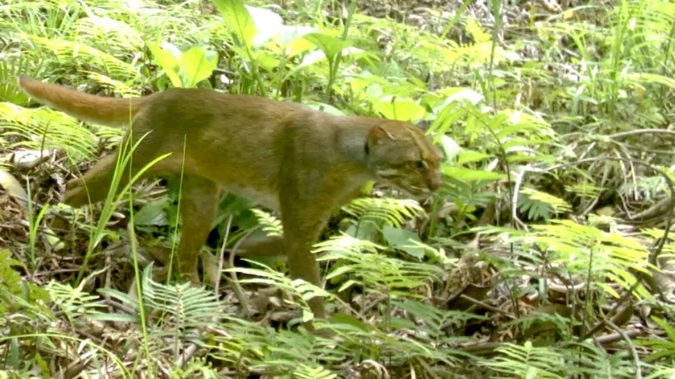 Una dintre cele mai rare feline din lume, în imagini care i-au surprins pe cercetători (VIDEO)