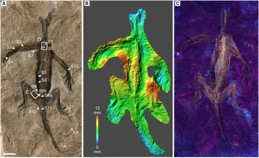 O fosilă care i-a păcălit pe cercetători și-a dezvăluit, în sfârșit, identitatea