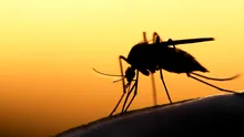Cea mai mare urgență reprezentată de malarie din ultimii 20 de ani