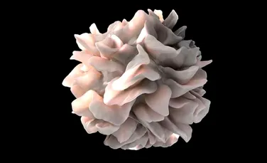 Au fost descoperite patru tipuri noi de celule sanguine. Acestea joacă un rol extrem de important în corpul uman
