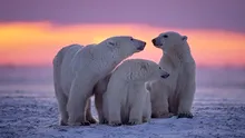 Cercetătorii au descoperit o nouă populație de urși polari cu un comportament de vânătoare neobișnuit