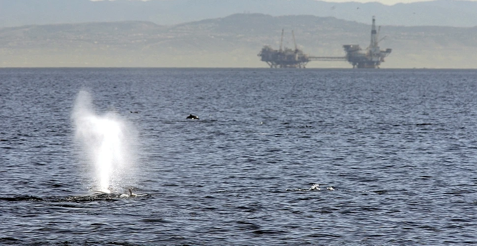Gălăgia din ocean stresează balenele