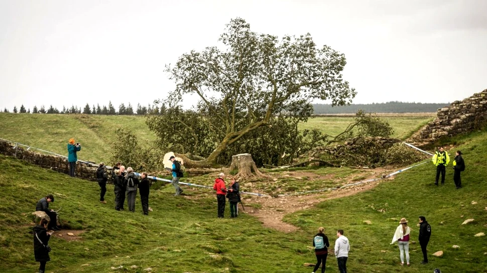 Cât trebuie să plătească cei doi englezi care au tăiat „Copacul lui Robin Hood”?
