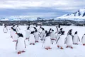 „Ultima șansă de a vedea Antarctica”. De ce tot mai mulți turiști vizitează continentul înghețat?