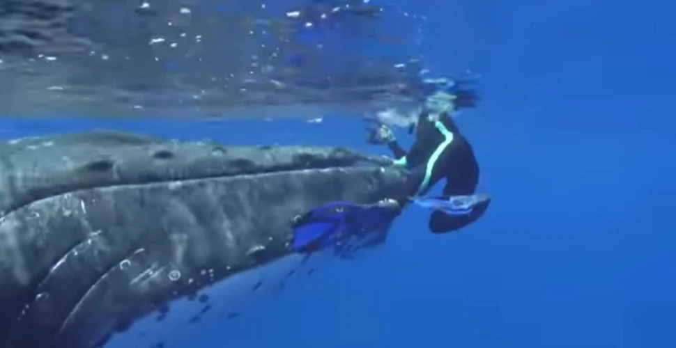 Momentul uimitor în care două balene salvează o femeie scafandru de un rechin-tigru – VIDEO