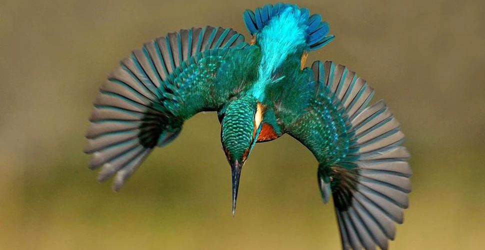 După 6 ani şi 720.000 de încercări, a realizat fotografiile extraordinare cu această pasăre mirifică – FOTO